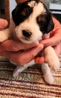 Katie on hold but still ask, a female Miniature Bernedoodle for sale in Dandridge, TN – 8 of 9