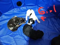 Manning , a male Miniature Bernedoodle for sale in Dandridge, TN – 3 of 3