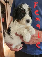 Katie reasonable offer , a female Miniature Bernedoodle for sale in Dandridge, TN – 2 of 10