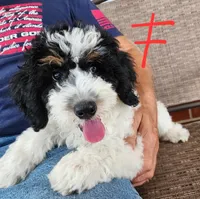 Katie, a female Miniature Bernedoodle for sale in Dandridge, TN – 5 of 7