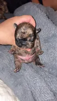 Nugget, a male French Bulldog for sale in Riverside, IA – 1 of 4