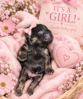 Peaches , a female French Bulldog for sale in Riverside, IA – 1 of 1