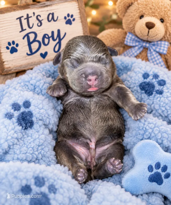 Bean – French Bulldog puppy for sale in Riverside, IA