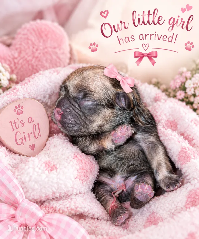 Latte – French Bulldog puppy for sale in Riverside, IA