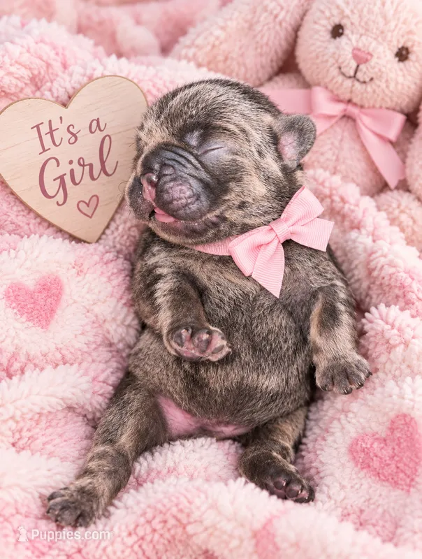 Dumpling – French Bulldog puppy for sale in Riverside, IA