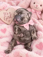 Dumpling, a female French Bulldog for sale in Riverside, IA – 1 of 1