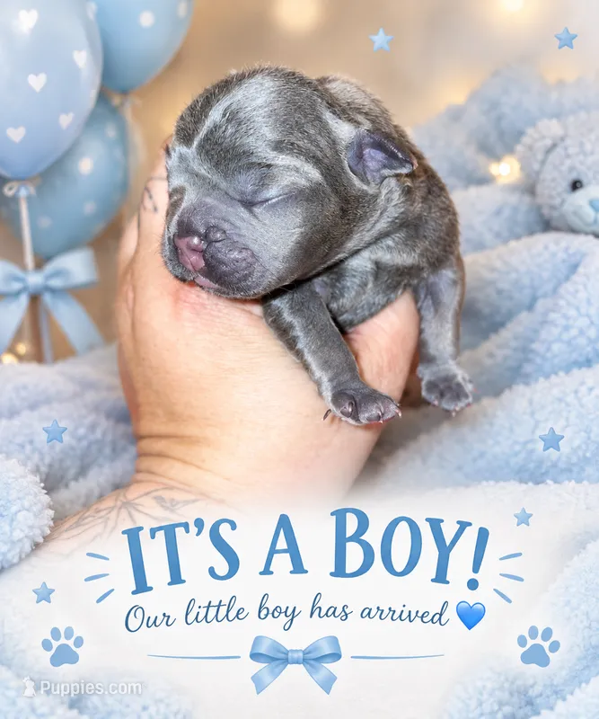 Waffles – French Bulldog puppy for sale in Riverside, IA