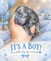 Waffles, a male French Bulldog for sale in Riverside, IA – 1 of 1