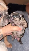 Nugget, a male French Bulldog for sale in Riverside, IA – 3 of 4