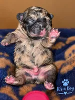 Nugget, a male French Bulldog for sale in Riverside, IA – 4 of 4