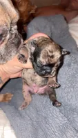 Nugget, a male French Bulldog for sale in Riverside, IA – 2 of 4