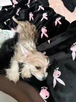 Nova, a female Chihuahua and Yorkshire Terrier for sale in Philadelphia, PA – 3 of 9