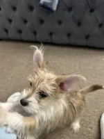 Nova, a female Chihuahua and Yorkshire Terrier for sale in Philadelphia, PA – 6 of 9