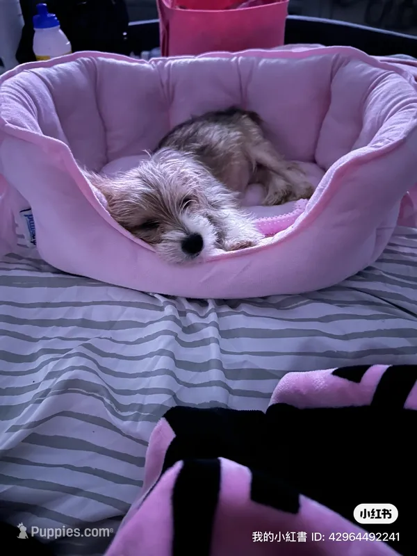 Nova – Chihuahua, Yorkshire Terrier puppy for sale in Philadelphia, PA