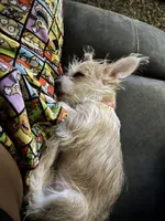 Nova, a female Chihuahua and Yorkshire Terrier for sale in Philadelphia, PA – 5 of 9