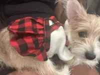 Nova, a female Chihuahua and Yorkshire Terrier for sale in Philadelphia, PA – 9 of 9