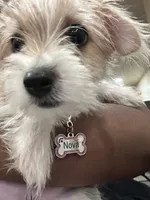 Nova, a female Chihuahua and Yorkshire Terrier for sale in Philadelphia, PA – 4 of 9