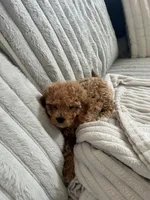 Peanut, a female Cavapoo for sale in Aurora, IL – Photo 1 of 3