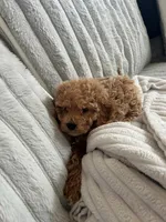 Peanut, a female Cavapoo for sale in Aurora, IL – Photo 3 of 3