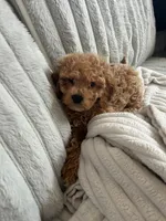 Peanut, a female Cavapoo for sale in Aurora, IL – Photo 2 of 3