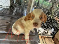 Sparkles puppies, a male Brittany for sale in Hayesville, NC – 7 of 9