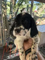Lucy puppies , a female English Setter for sale in Hayesville, NC – 6 of 7