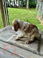Sparkles puppies, a male Brittany for sale in Hayesville, NC – 3 of 9