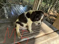 Sparkles puppies, a male Brittany for sale in Hayesville, NC – 1 of 9