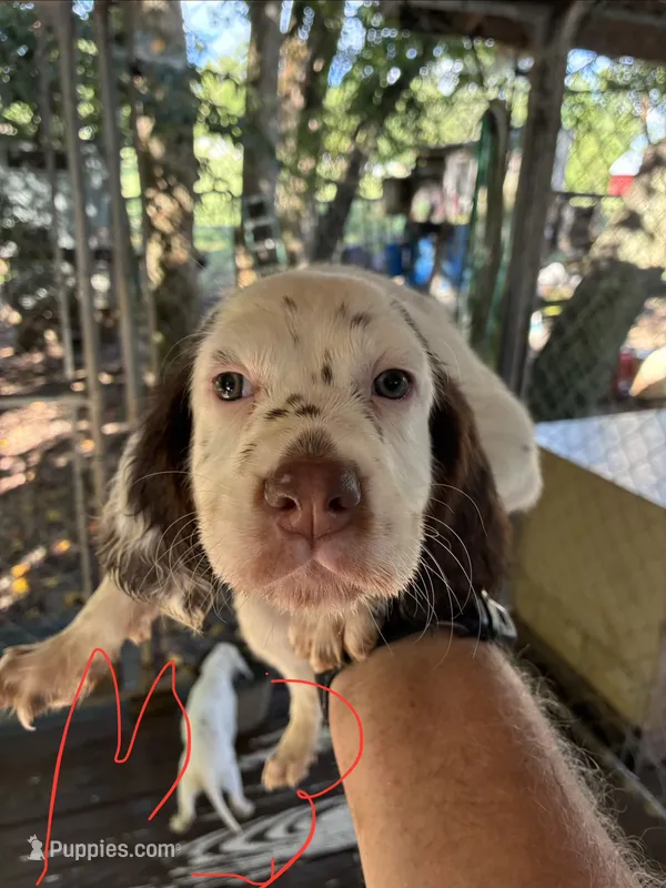 Lucy puppies  – English Setter puppy for sale in Hayesville, NC