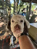 Lucy puppies , a female English Setter for sale in Hayesville, NC – 1 of 7