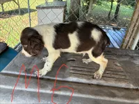 Sparkles puppies, a male Brittany for sale in Hayesville, NC – 8 of 9