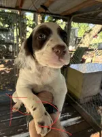 Lucy puppies , a female English Setter for sale in Hayesville, NC – 2 of 7