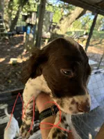 Lucy puppies , a female English Setter for sale in Hayesville, NC – 4 of 7