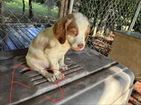 Sparkles puppies, a male Brittany for sale in Hayesville, NC – 4 of 9