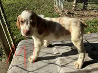 Sparkles puppies, a male Brittany for sale in Hayesville, NC – 6 of 9