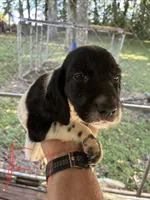 Lucy puppies , a female English Setter for sale in Hayesville, NC – 3 of 7