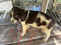 Sparkles puppies, a male Brittany for sale in Hayesville, NC – 9 of 9