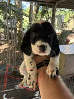 Lucy puppies , a female English Setter for sale in Hayesville, NC – 5 of 7
