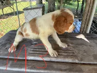 Sparkles puppies, a male Brittany for sale in Hayesville, NC – 2 of 9