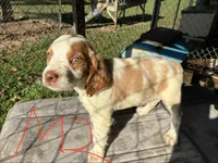 Sparkles puppies, a male Brittany for sale in Hayesville, NC – 5 of 9