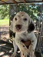 Lucy puppies , a female English Setter for sale in Hayesville, NC – 7 of 7