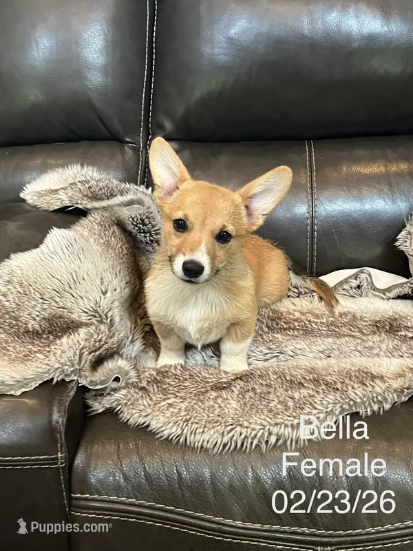 Bella – Pembroke Welsh Corgi puppy for sale in Carrollton, GA
