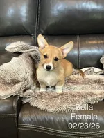 Bella, a female Pembroke Welsh Corgi for sale in Carrollton, GA – 1 of 2