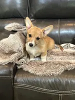 Bella, a female Pembroke Welsh Corgi for sale in Carrollton, GA – 2 of 2