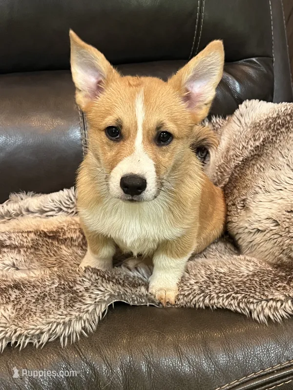 Charlie – Pembroke Welsh Corgi puppy for sale in Carrollton, GA