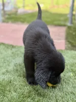 Sparrow, a male Newfoundland and Golden Retriever for sale in Conroe, TX – 9 of 9