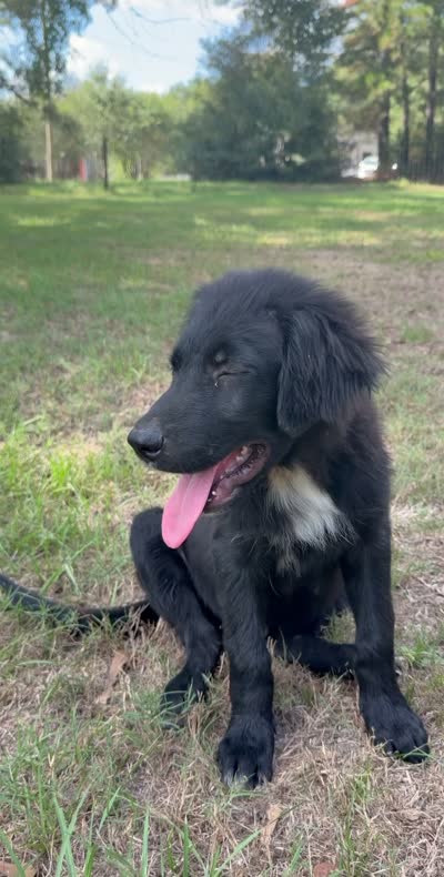 Clay, a male Great Pyrenees and Newfoundland for sale in Conroe, TX – 10 of 10