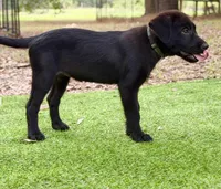 Starflight, a female Great Pyrenees and Newfoundland for sale in Conroe, TX – 2 of 9