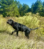 Rosie, a female Great Pyrenees and Newfoundland for sale in Conroe, TX – 8 of 10