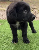 Clay, a male Great Pyrenees and Newfoundland for sale in Conroe, TX – 7 of 10